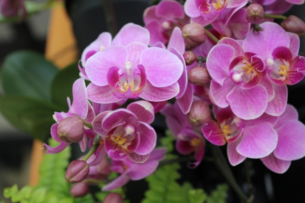 I love love LOVE orchids, and I was in orchid-heaven in Okinawa. 