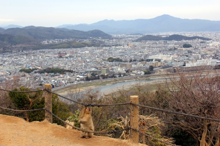It's an amazing view of Kyoto, too. 
