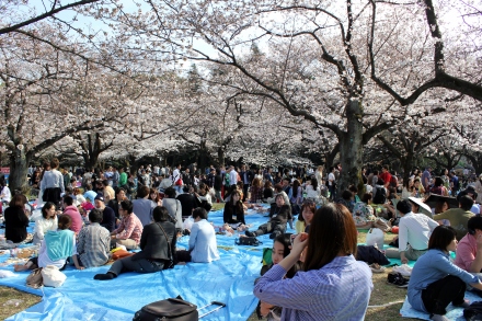 This is a BIG national pasttime, and in big parks like Yoyogi, sakura season draws a big crowd!
