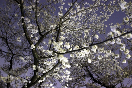 We enjoyed such a lovely picnic and get together under the moonlit blossoms. 